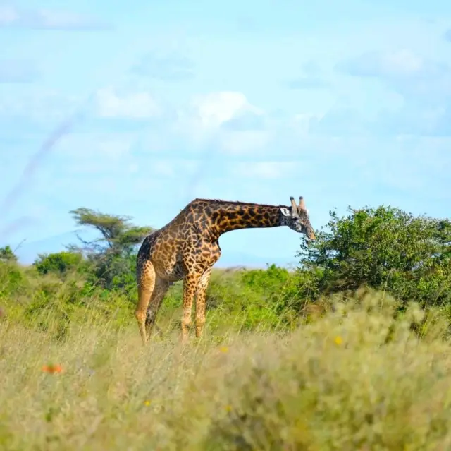 1 -Day Nairobi park/girafee visit - 200$