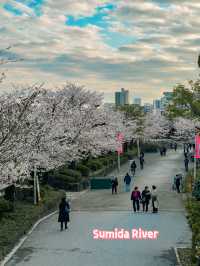 Tokyo: Best Cherry Blossom Photo Locations (Part 1) 🇯🇵