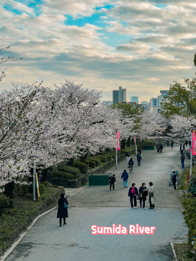 Tokyo: Best Cherry Blossom Photo Locations (Part 1) 🇯🇵