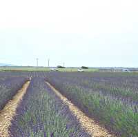 【💜普羅旺斯自駕遊】尋找薰衣草花田，七月中至八月頭最佳！