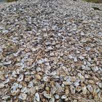 Whitstable's Coastal Charm: Where Oyster Shells Tell Tales