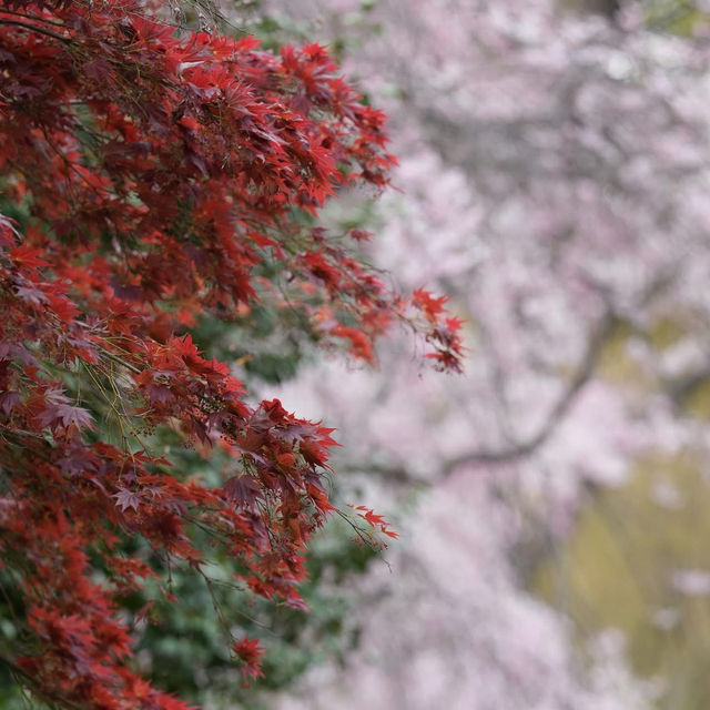A vast park overlooking Tokyo Bay