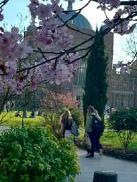 🌸 Birmingham in Bloom: The City Bursting with Colour This Spring 🌼🌆