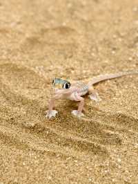 The Secret Life in the Desert — Living Desert Tour in Namibia 🏜️