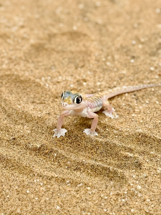 The Secret Life in the Desert — Living Desert Tour in Namibia 🏜️