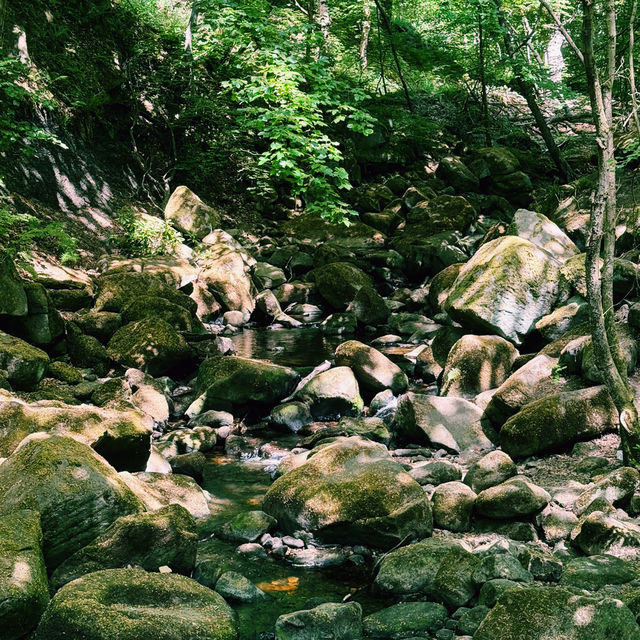 🌿 Manchester to Ladybower Wood: A Mossy Forest Escape in the Peak District