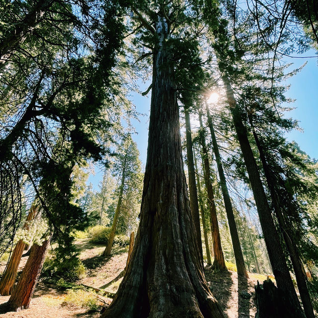 🚗 Transportation Tips for Visiting Sequoia National Park