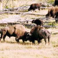 Yellowstone National Park Ultimate Transportation Guide