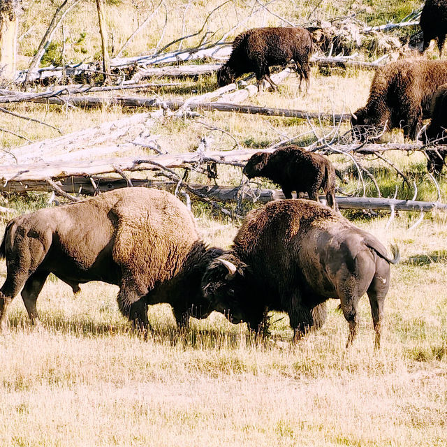 Yellowstone National Park Ultimate Transportation Guide