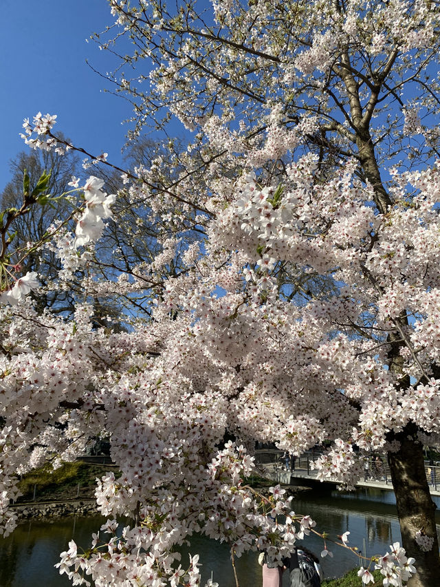 Düsseldorf - Great Asian atmosphere in Germany