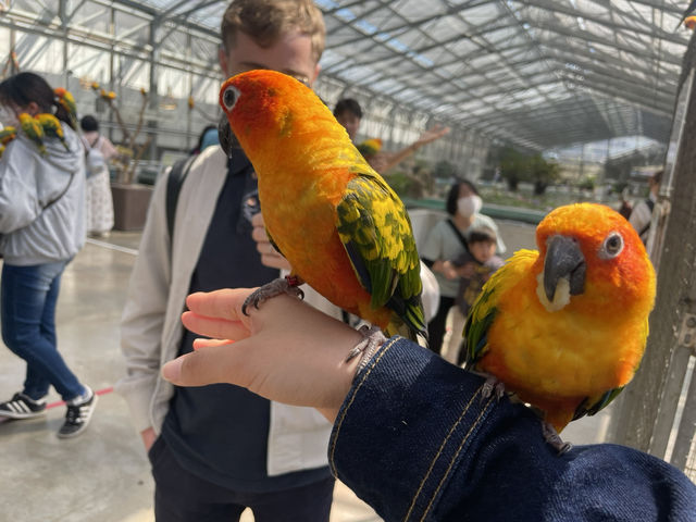 【掛川花鳥園】鳥と戯れたいならここ！