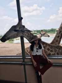 ยีราฟยื่นคอมาเซลฟี่! ซาฟารีเวิลด์มันส์เกินคาด!🦒