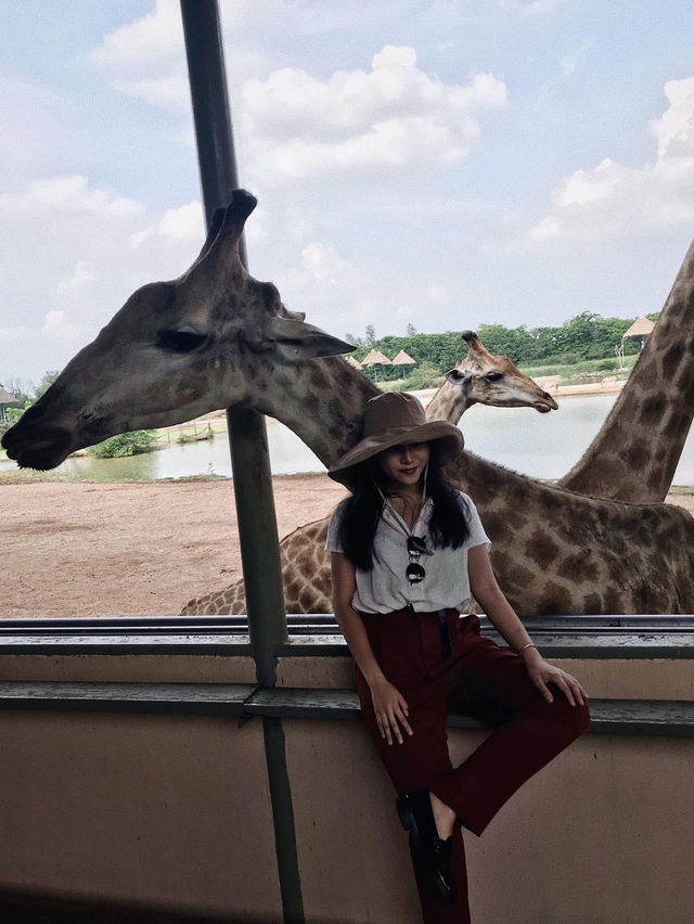 ยีราฟยื่นคอมาเซลฟี่! ซาฟารีเวิลด์มันส์เกินคาด!🦒