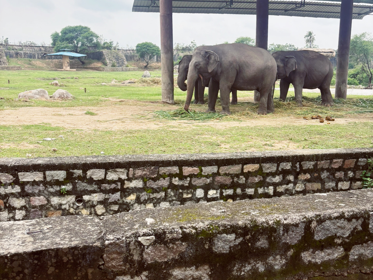 Hyderabad Wild Day🦏  