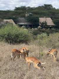 Wildlife in Nairobi🦒