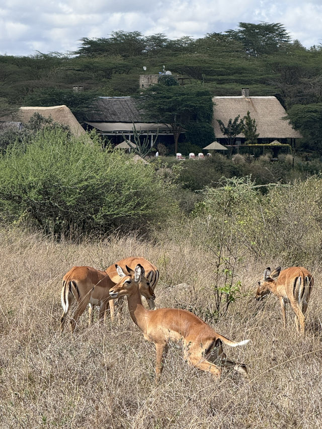 Wildlife in Nairobi🦒