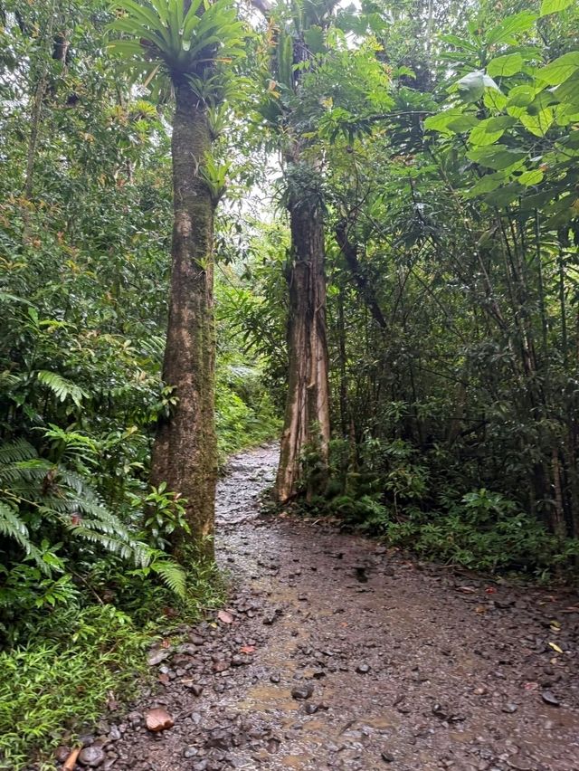 Mānoa Falls: Pure Rainforest Magic Just Minutes from Waikiki! 💙🌿