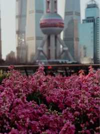 Sakura Season in Shanghai🌸🌷