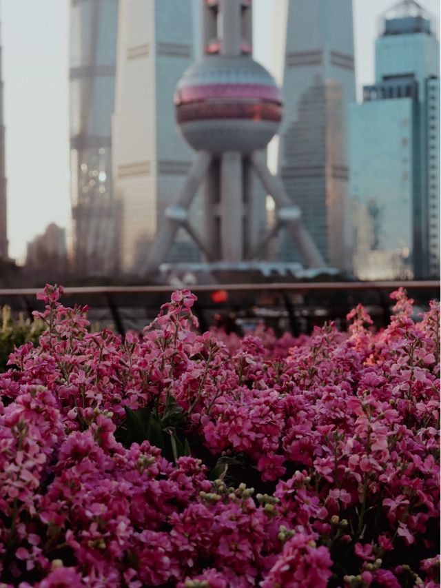 Sakura Season in Shanghai🌸🌷