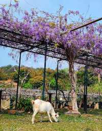 Hong Kong Flower Appreciation | Beautiful blooming of Wisteria at Shenzhen's Qingkuai Tang