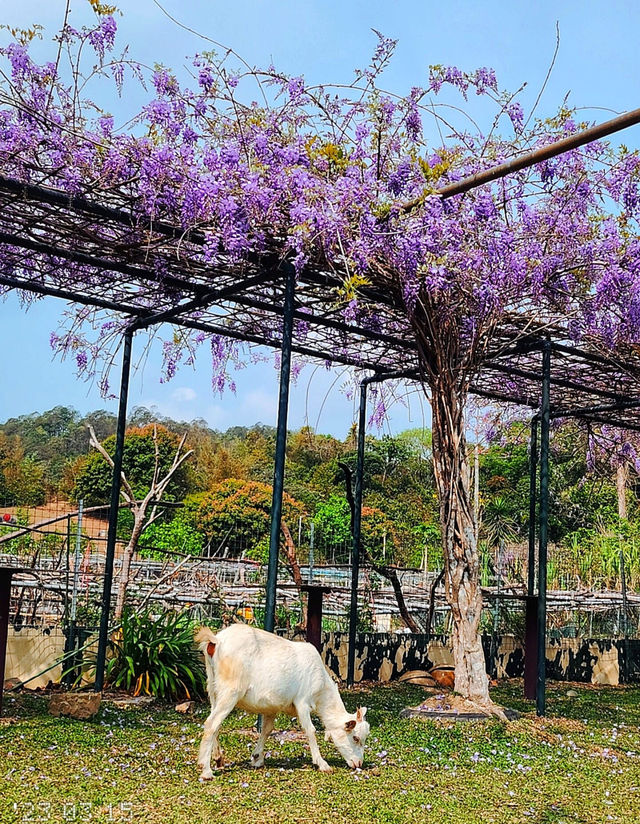 Hong Kong Flower Appreciation | Beautiful blooming of Wisteria at Shenzhen's Qingkuai Tang