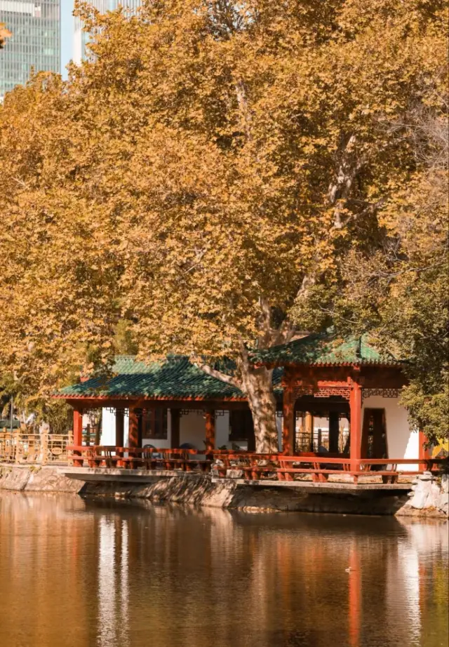 無法相信這是武漢的公園美成莫內的油畫