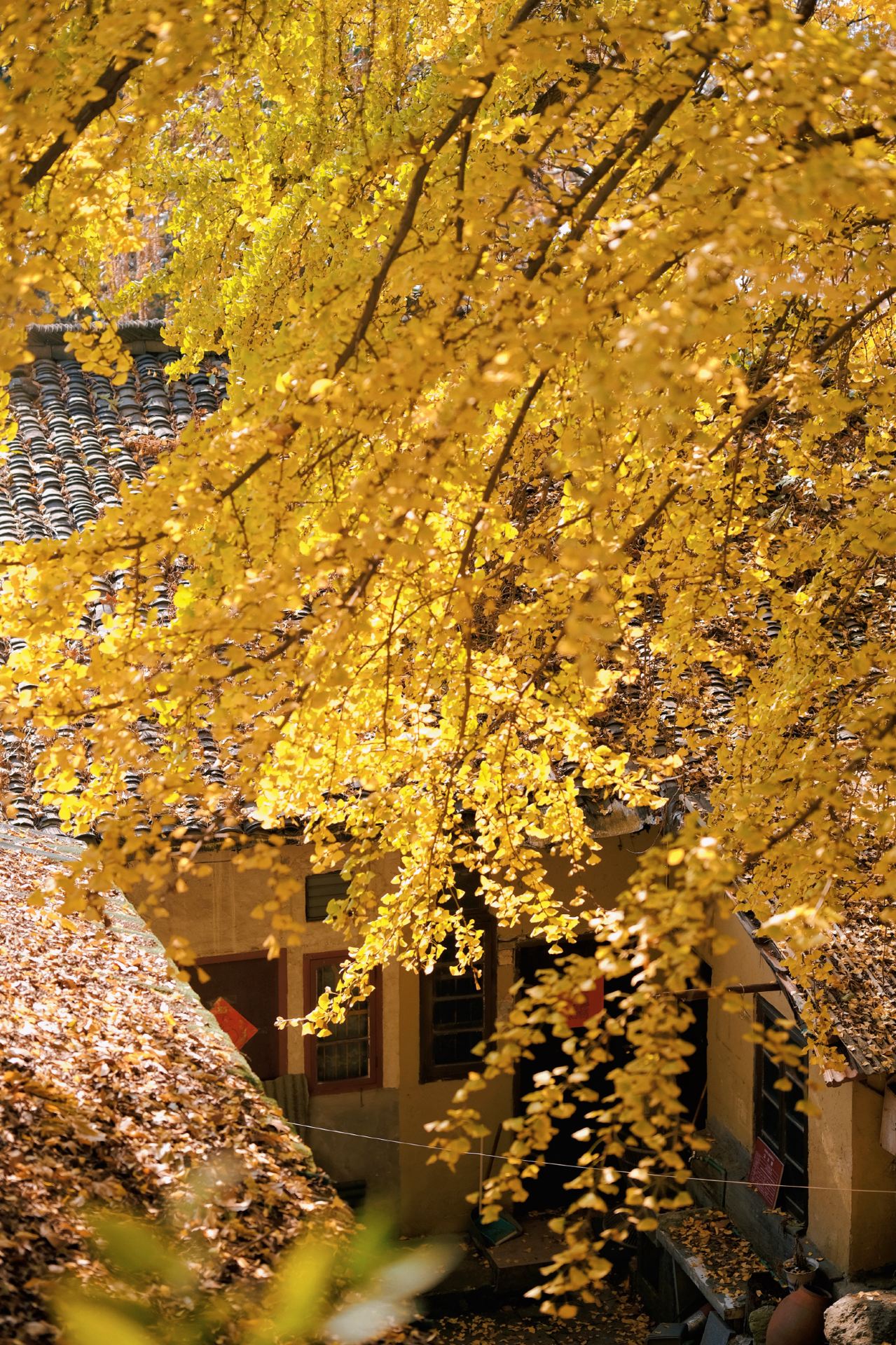 Hangzhou West Lake | Hurry up, the top-notch ginkgo at the Great Buddha Temple has turned yellow!