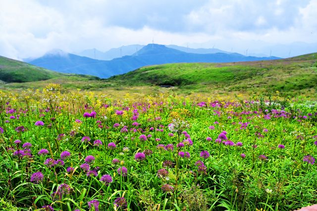 漫步雲中花海