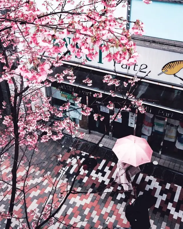 渋谷 雨中の桜華