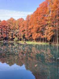 武漢小眾賞水杉地,讓你擺脫城市疲憊