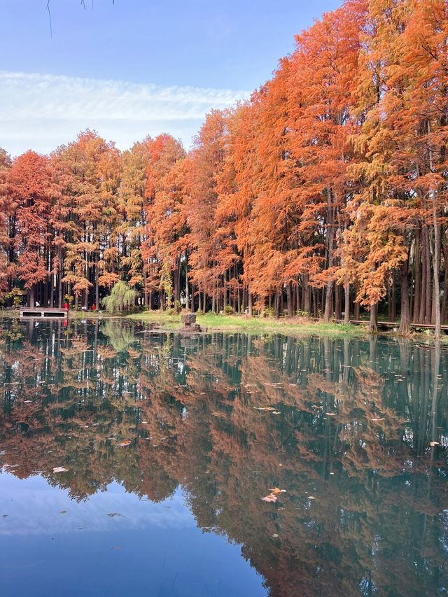 武漢小眾賞水杉地,讓你擺脫城市疲憊 武漢小眾賞水杉地,讓你擺脫城市疲憊