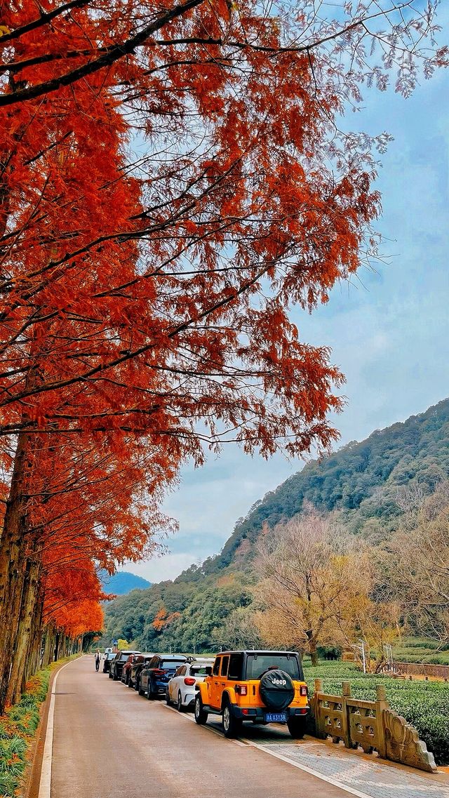 梅林南路·雲棲竹徑·真際寺 輕親子徒步