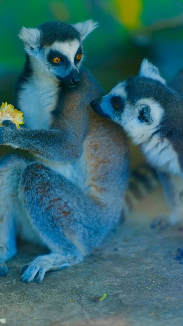 北京動物園