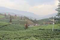 貴州旅行｜普安春茶第一採