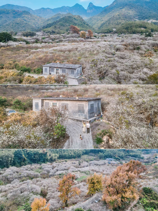 廣州賞梅天花板楓樹下萬畝香雪梅花盛開