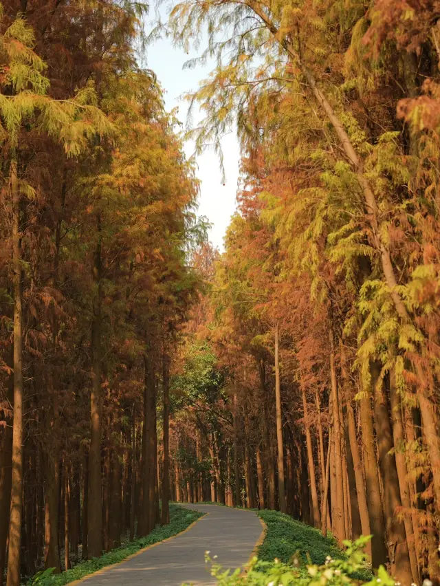 A severely underestimated Metasequoia forest within an hour's drive from Guangzhou