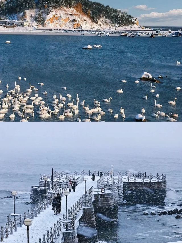 一半海水一半飄雪的城市|威海