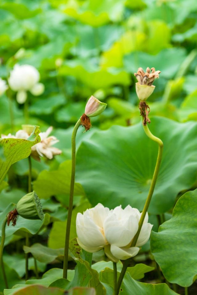黃興公園荷花香