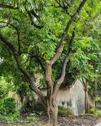 城市唯一的省級“美麗庭院”示範村，就是這個百年古村