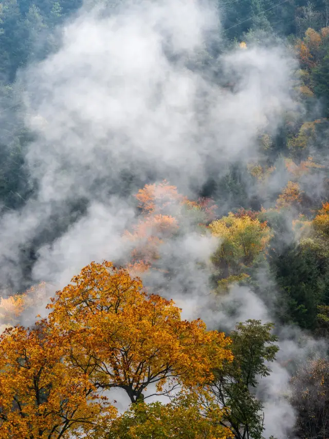 【四川米亞羅紅楓葉觀賞記】