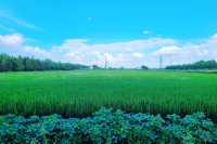 秋日打卡上海莊行（農藝）郊野公園