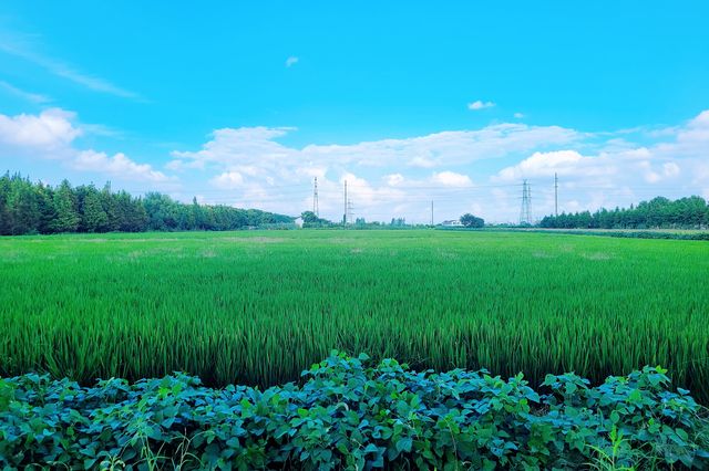 秋日打卡上海莊行（農藝）郊野公園
