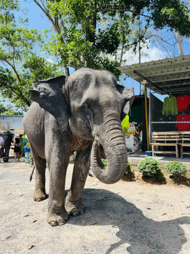 泰國親子Vlog |奈迪大象保護營遊玩全攻略