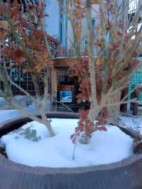 十五年一遇的雪與海與懷舊的民宿的兩天