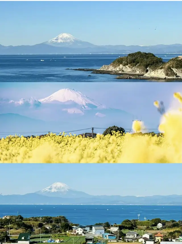 The rapeseed flowers are in full bloom and can be seen for free in the suburbs of Tokyo