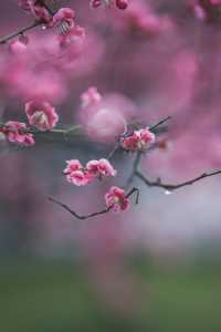 元宵節和梅花更配｜可園