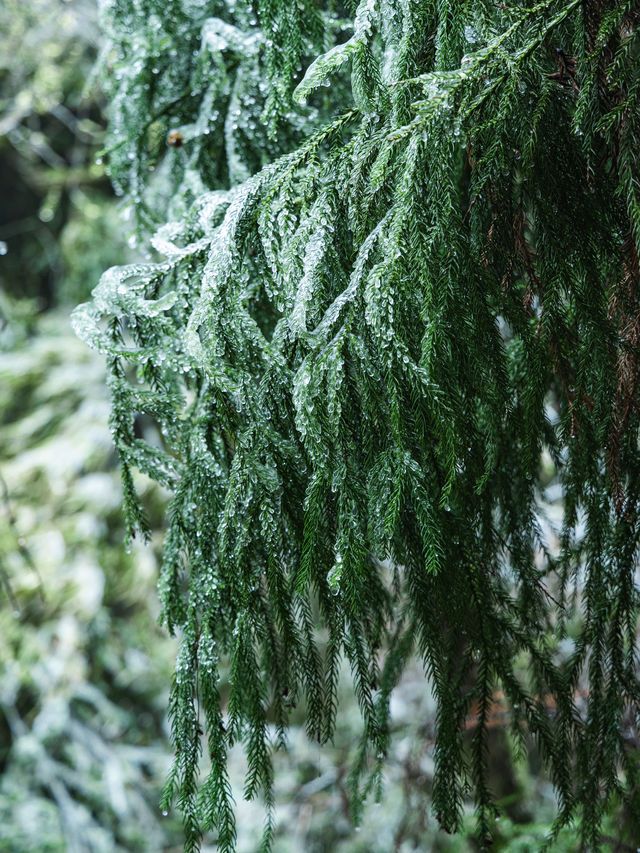 浙江的冰雪世界，我在缙云找到超美「魯冰花」