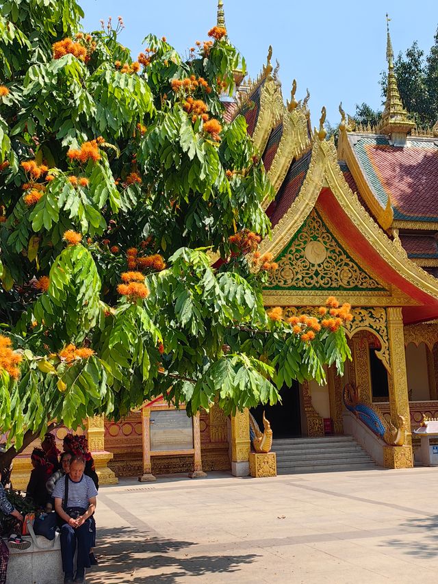 雲南西雙版納勐泐大佛寺丨釋迦牟尼佛像高49米，大金塔金壁輝煌