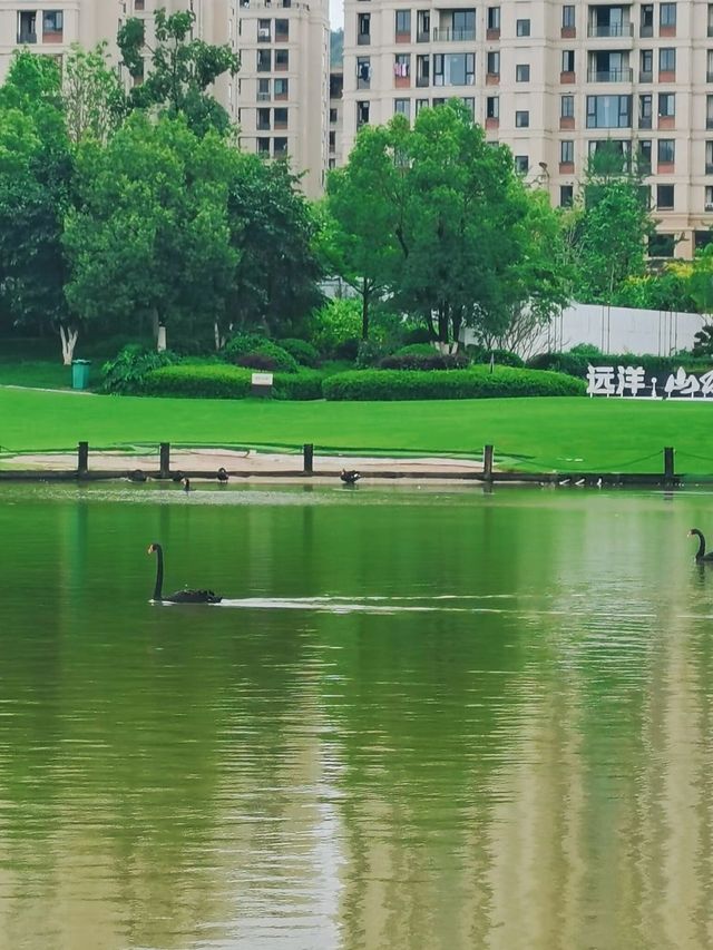 龍巖|紫金山花海公園