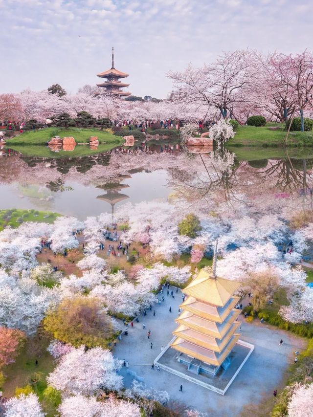 世界三大櫻花之都 | 武漢東湖櫻花園開園了